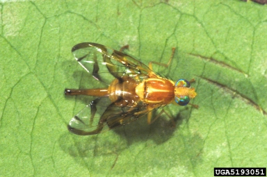 Mexican fruit fly, Anastrepha ludens  (Diptera: Tephritidae) - 5193051