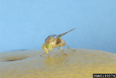 Mexican fruit fly, Anastrepha ludens  (Diptera: Tephritidae) - 5193074