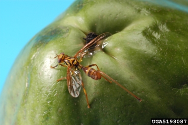 papaya fruit fly, Toxotrypana curvicauda  (Diptera: Tephritidae) - 5193087