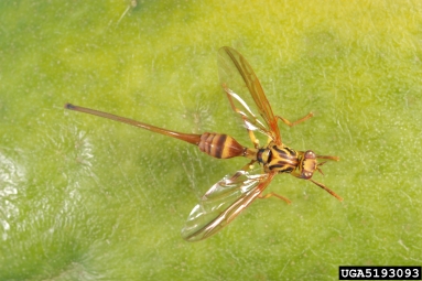 papaya fruit fly, Toxotrypana curvicauda  (Diptera: Tephritidae) - 5193093