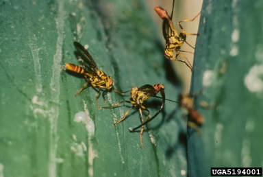 papaya fruit fly, Toxotrypana curvicauda  (Diptera: Tephritidae) - 5194001