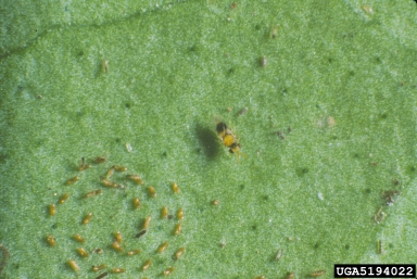 citrus blackfly parasitoid (Encarsia opulenta ) on citrus blackfly (Aleurocanthus woglumi ) - 5194022