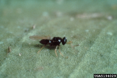 citrus blackfly parasitoid (Amitus hesperidum ) on citrus blackfly (Aleurocanthus woglumi ) - 5194029
