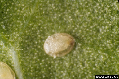 silverleaf whitefly, Bemisia tabaci Biotype B (Hemiptera: Aleyrodidae) - 5194044