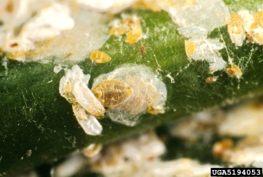 cycad aulacaspis scale, Aulacaspis yasumatsui  (Hemiptera: Diaspididae) - 5194053