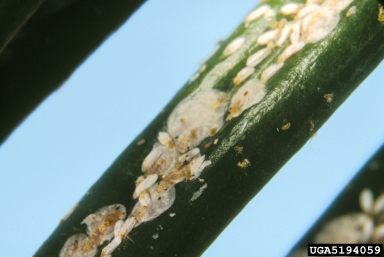 cycad aulacaspis scale, Aulacaspis yasumatsui  (Hemiptera: Diaspididae) - 5194059