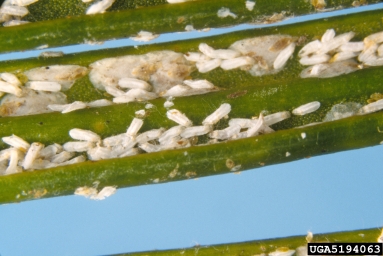 cycad aulacaspis scale, Aulacaspis yasumatsui  (Hemiptera: Diaspididae) - 5194063
