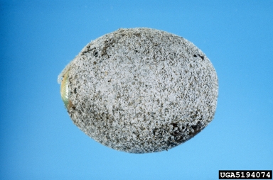 cycad aulacaspis scale, Aulacaspis yasumatsui  (Hemiptera: Diaspididae) - 5194074
