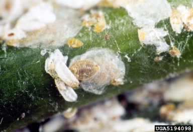 cycad aulacaspis scale, Aulacaspis yasumatsui  (Hemiptera: Diaspididae) - 5194098