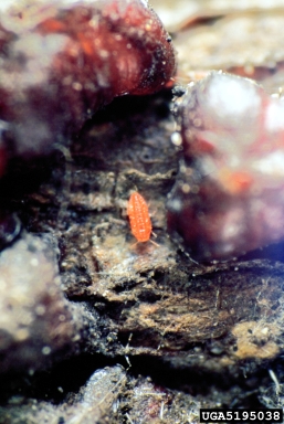 lobate lac scale, Paratachardina pseudolobata  (Hemiptera: Kerriidae) - 5195038