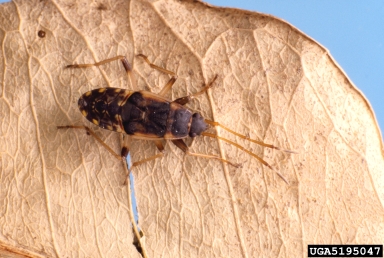 seed bug, Dieuches armatipes  (Hemiptera: Lygaeidae) - 5195047
