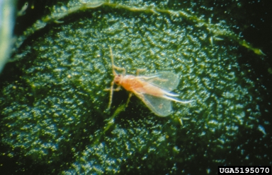 pink hibiscus mealybug, Maconellicoccus hirsutus  (Hemiptera: Pseudococcidae) - 5195070