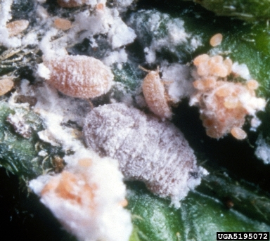 pink hibiscus mealybug, Maconellicoccus hirsutus  (Hemiptera: Pseudococcidae) - 5195072