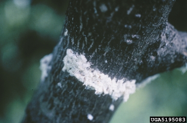 pink hibiscus mealybug, Maconellicoccus hirsutus  (Hemiptera: Pseudococcidae) - 5195083