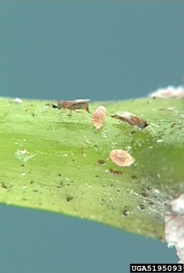 Encyrtid wasp (Gyranusoidea indica ) on pink hibiscus mealybug (Maconellicoccus hirsutus ) - 5195093