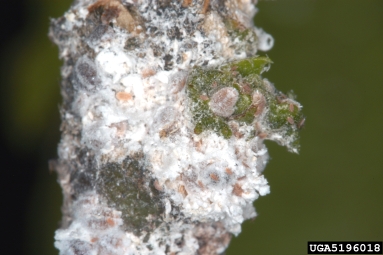 pink hibiscus mealybug, Maconellicoccus hirsutus  (Hemiptera: Pseudococcidae) - 5196018