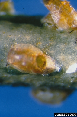 Encyrtid wasp (Diaphorencyrtus aligarhensis ) on Asian citrus psyllid (Diaphorina citri ) - 5196066