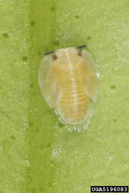 Asian citrus psyllid, Diaphorina citri  (Hemiptera: Psyllidae) - 5196083