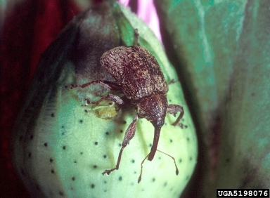 boll weevil (Anthonomus grandis ) on cotton (Gossypium hirsutum ) - 5198076