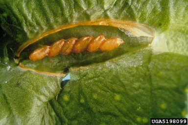 citrus leafminer, Phyllocnistis citrella  (Lepidoptera: Gracillariidae) - 5198099