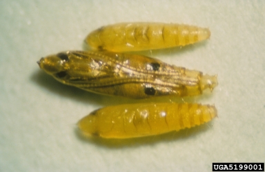 citrus leafminer, Phyllocnistis citrella  (Lepidoptera: Gracillariidae) - 5199001