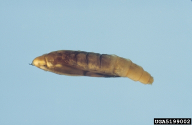 citrus leafminer, Phyllocnistis citrella  (Lepidoptera: Gracillariidae) - 5199002