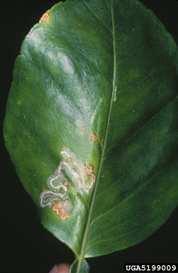 citrus leafminer, Phyllocnistis citrella  (Lepidoptera: Gracillariidae) - 5199009