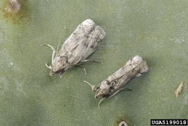 prickly pear moth, Cactoblastis cactorum  (Lepidoptera: Pyralidae) - 5199018