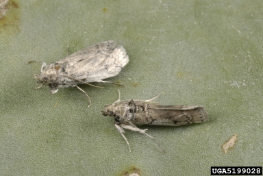 prickly pear moth, Cactoblastis cactorum  (Lepidoptera: Pyralidae) - 5199028