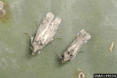 prickly pear moth, Cactoblastis cactorum  (Lepidoptera: Pyralidae) - 5199034