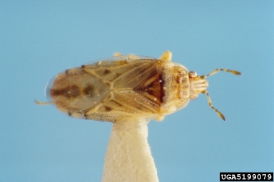 seed bug, Holcocranum saturejae  (Hemiptera: Artheneidae) - 5199079