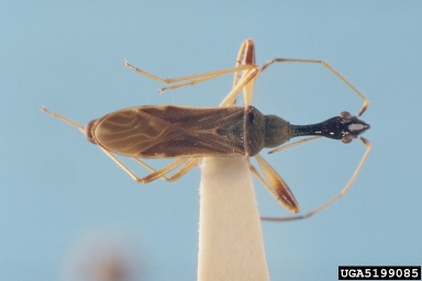 seed bug, Myodocha serripes  (Hemiptera: Lygaeidae) - 5199085