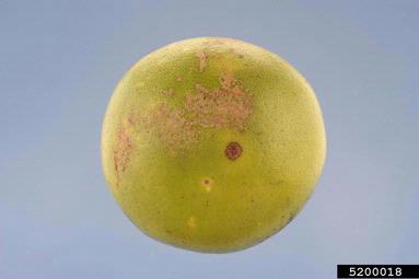 citrus canker (Xanthomonas citri ) on citrus (Citrus spp. ) - 5200018