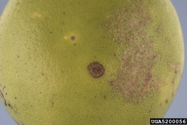 citrus canker (Xanthomonas citri ) on citrus (Citrus spp. ) - 5200056