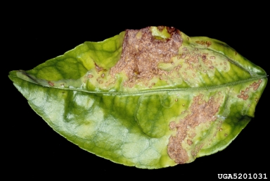 citrus canker (Xanthomonas citri ) on citrus (Citrus spp. ) - 5201031