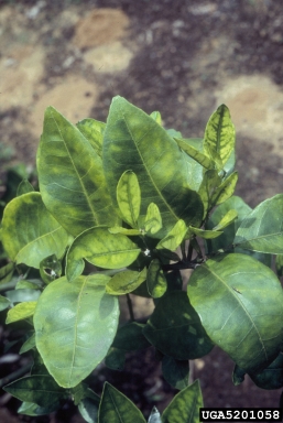 citrus greening, Candidatus Liberibacter asiaticus  (Rhizobiales: Rhizobiaceae) - 5201058