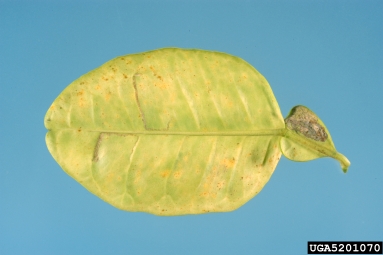 citrus greening, Candidatus Liberibacter asiaticus  (Rhizobiales: Rhizobiaceae) - 5201070