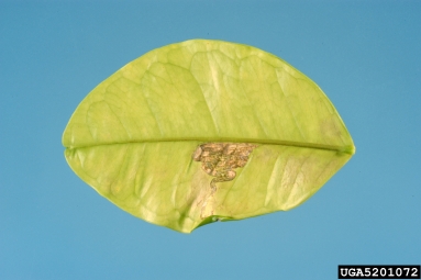 citrus greening, Candidatus Liberibacter asiaticus  (Rhizobiales: Rhizobiaceae) - 5201072