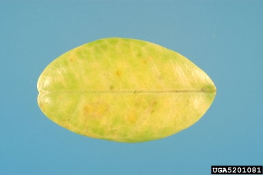 citrus greening, Candidatus Liberibacter asiaticus  (Rhizobiales: Rhizobiaceae) - 5201081