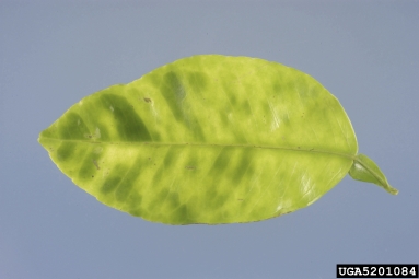 citrus greening, Candidatus Liberibacter asiaticus  (Rhizobiales: Rhizobiaceae) - 5201084