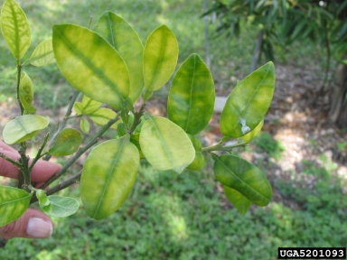 citrus greening, Candidatus Liberibacter asiaticus  (Rhizobiales: Rhizobiaceae) - 5201093