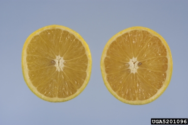 citrus greening, Candidatus Liberibacter asiaticus  (Rhizobiales: Rhizobiaceae) - 5201096