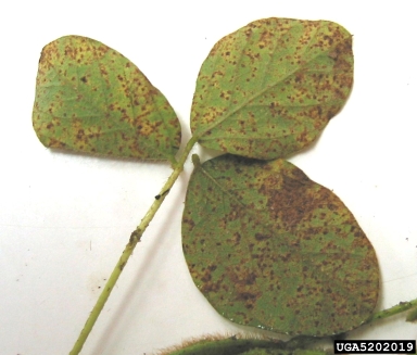 soybean rust (Phakopsora pachyrhizi ) on soybean (Glycine max ) - 5202019
