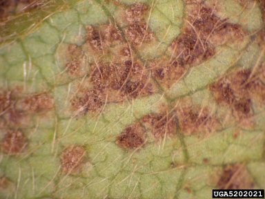 soybean rust (Phakopsora pachyrhizi ) on kudzu (Pueraria montana var. lobata) - 5202021