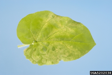 Peanut Stunt Virus, Cucumovirus PSV  (Unassigned single stranded positive-sense RNA viruses: Bromoviridae) - 5202038