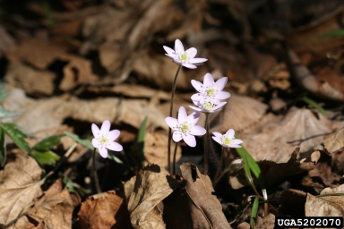 round-lobe hepatica, Anemone americana  (Ranunculales: Ranunculaceae) - 5202070
