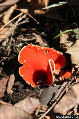 scarlet elfcup, Sarcoscypha austriaca  (Pezizales: Sarcoscyphaceae) - 5202073