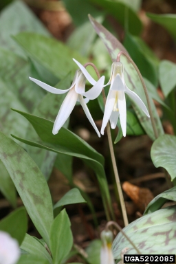 white trout lily, Erythronium albidum  (Liliales: Liliaceae) - 5202085