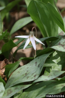 white trout lily, Erythronium albidum  (Liliales: Liliaceae) - 5202086