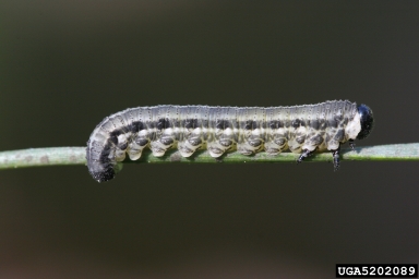 European pine sawfly (Neodiprion sertifer ) on Scots pine (Pinus sylvestris ) - 5202089